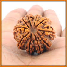 10 Mukhi Rudraksha