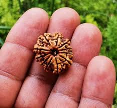 11 Mukhi Rudraksha