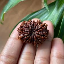 12 Mukhi Rudraksha