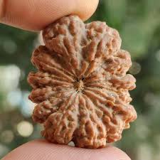 13 Mukhi Rudraksha