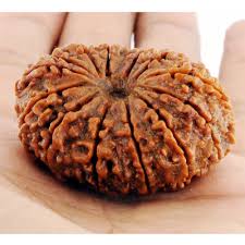 14 Mukhi Rudraksha