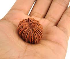 15 Mukhi Rudraksha