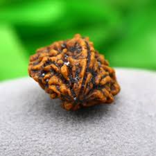 2 Mukhi Rudraksha