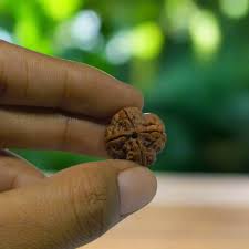 4 Mukhi Rudraksha