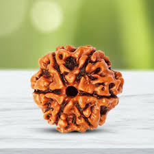 6 Mukhi Rudraksha