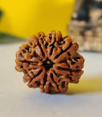 8 Mukhi Rudraksha