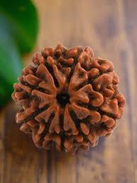 9 Mukhi Rudraksha